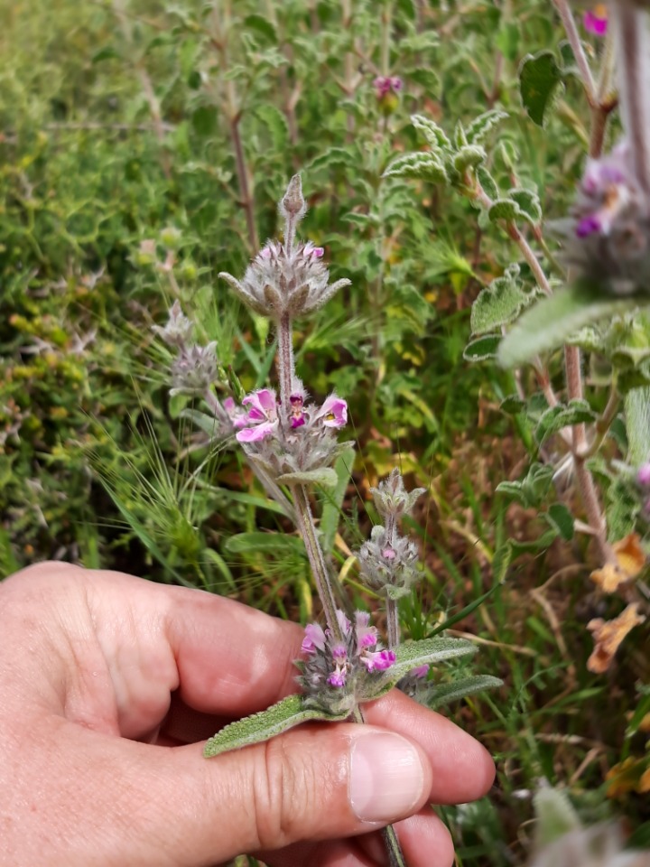 Stachys cretica subsp. vacillans