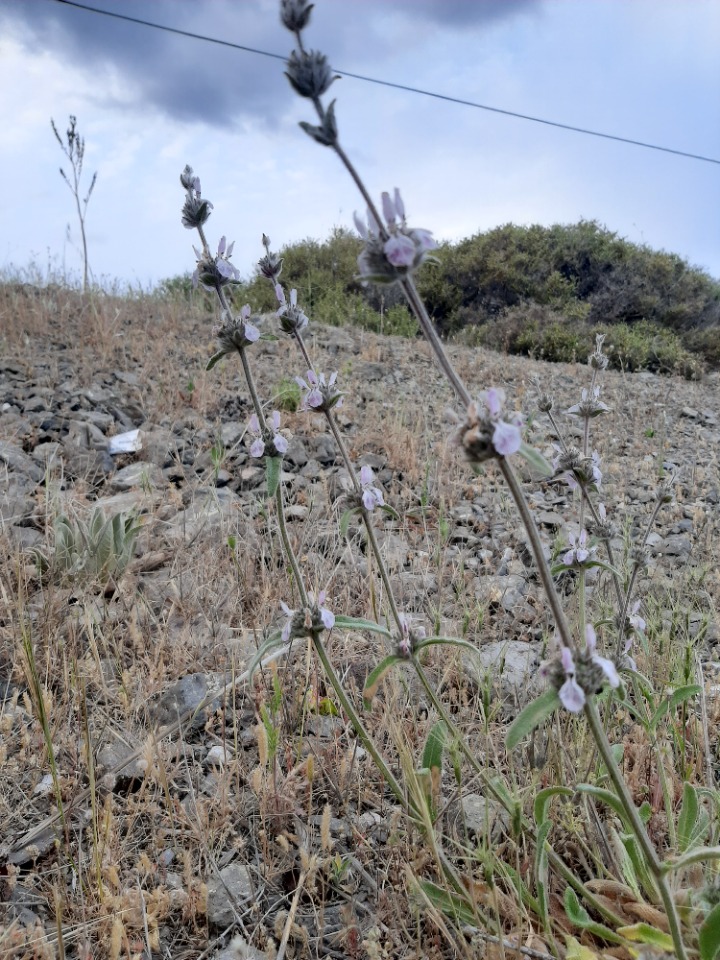 Stachys cretica subsp. vacillans