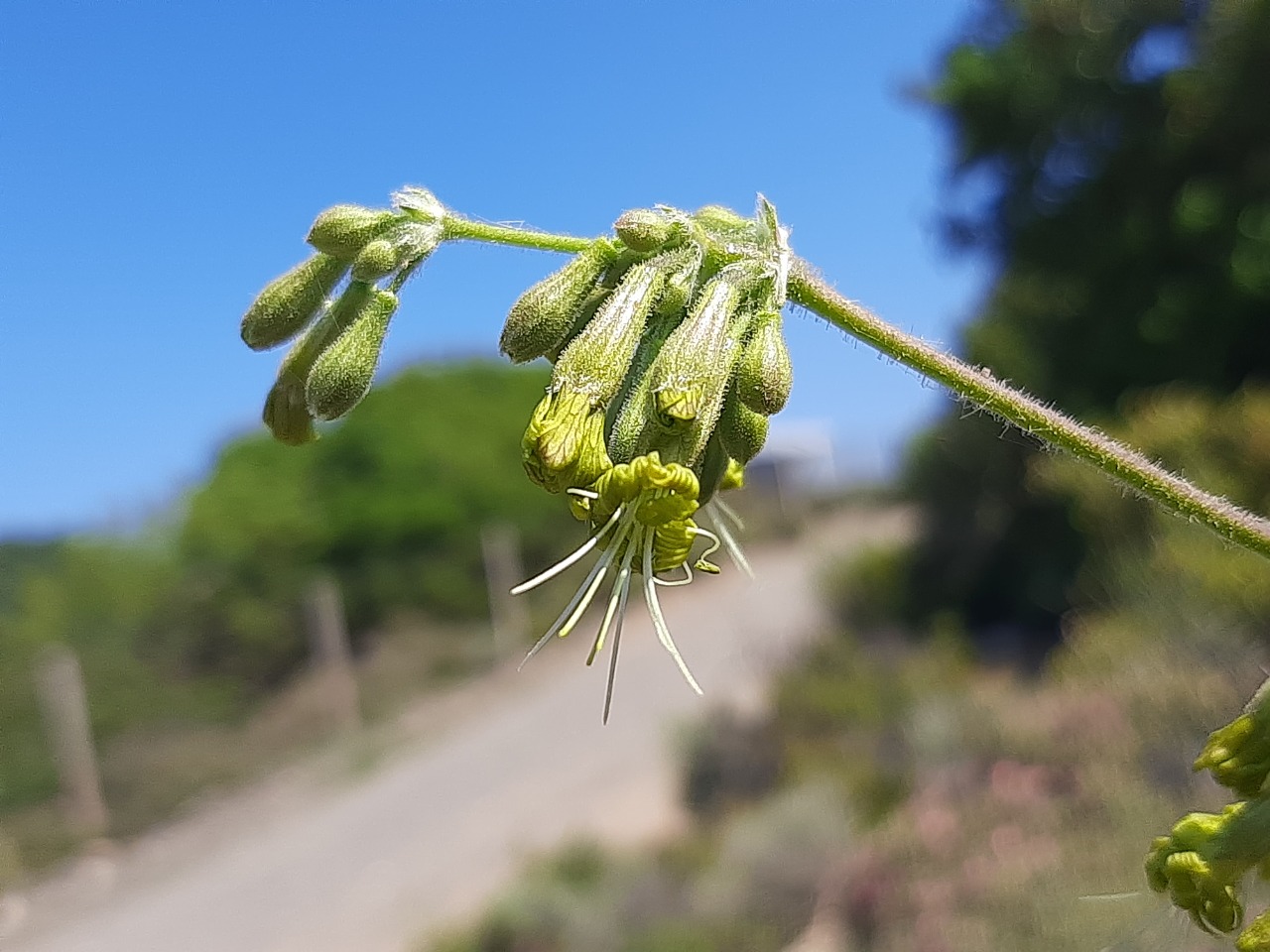 Silene gigantea