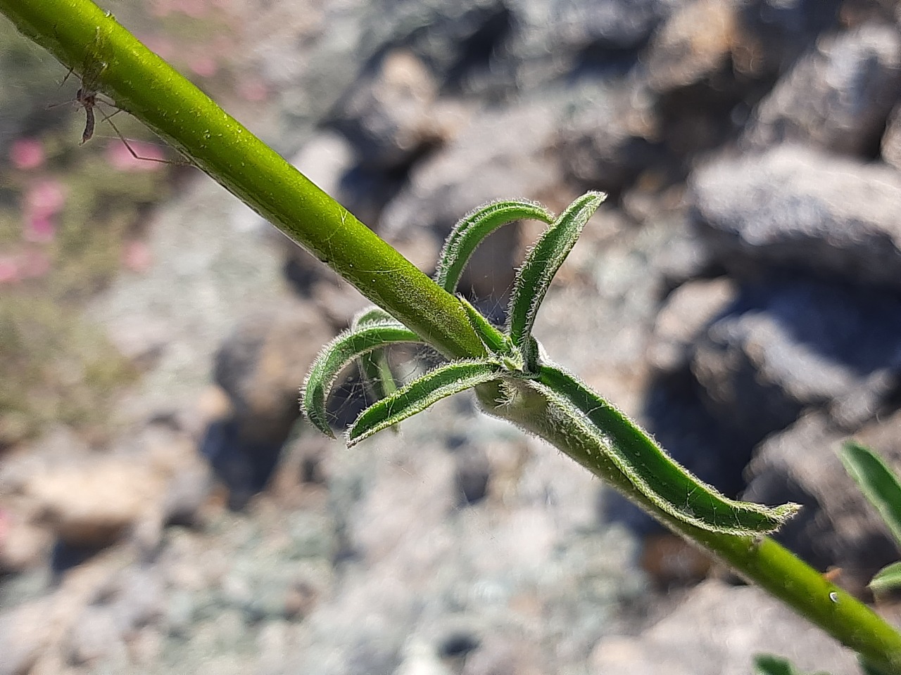 Silene gigantea