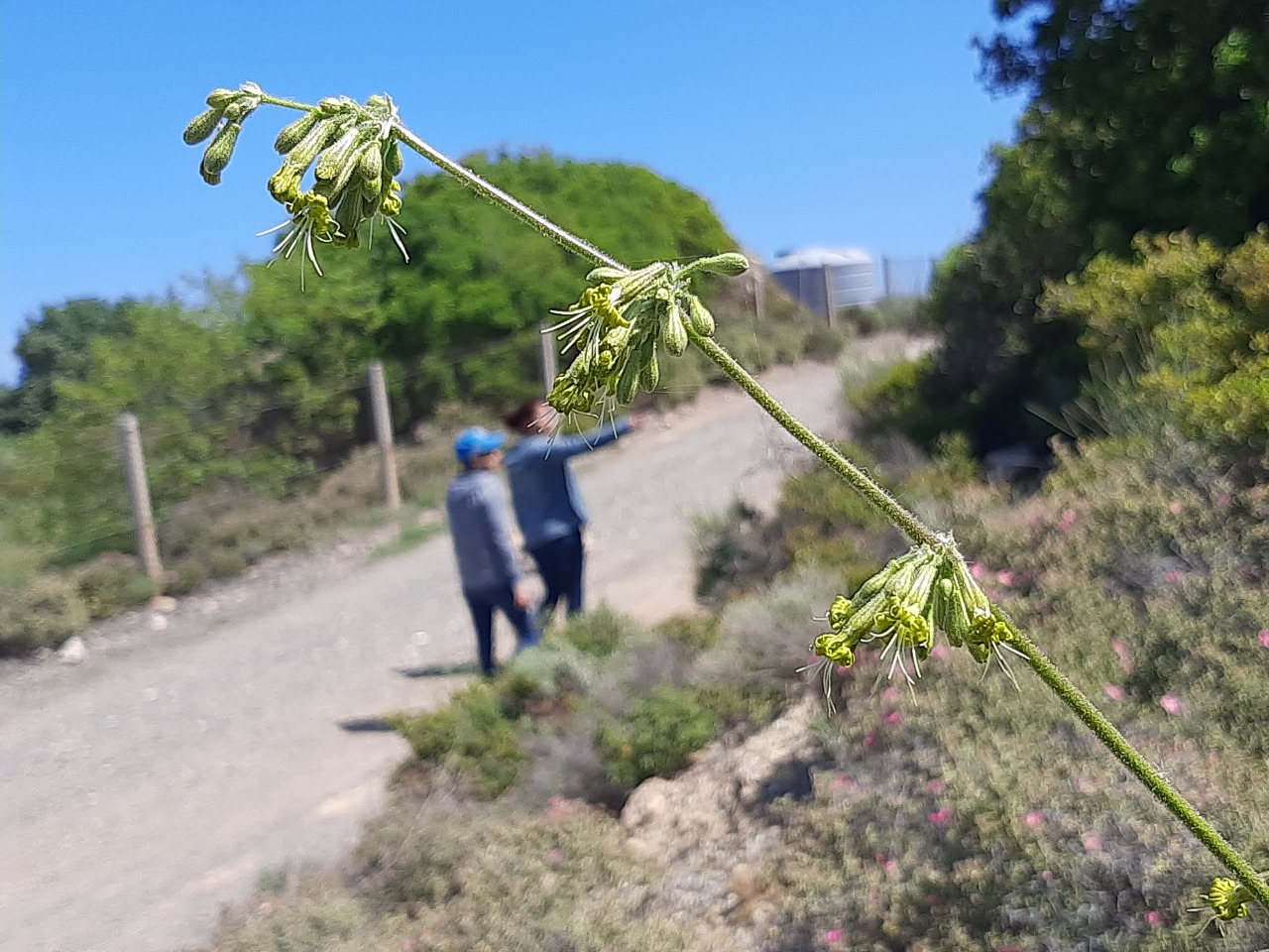 Silene gigantea