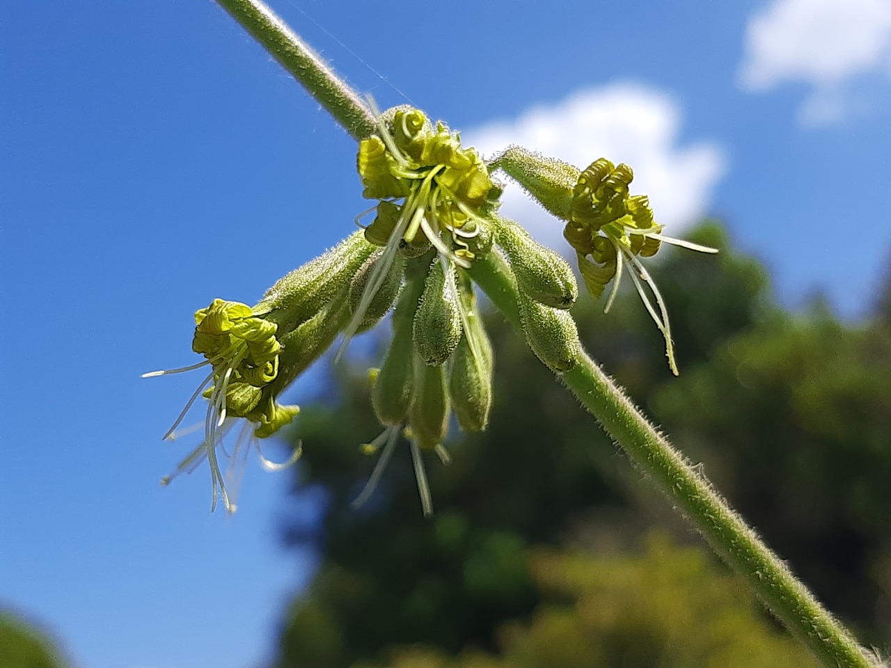 Silene gigantea