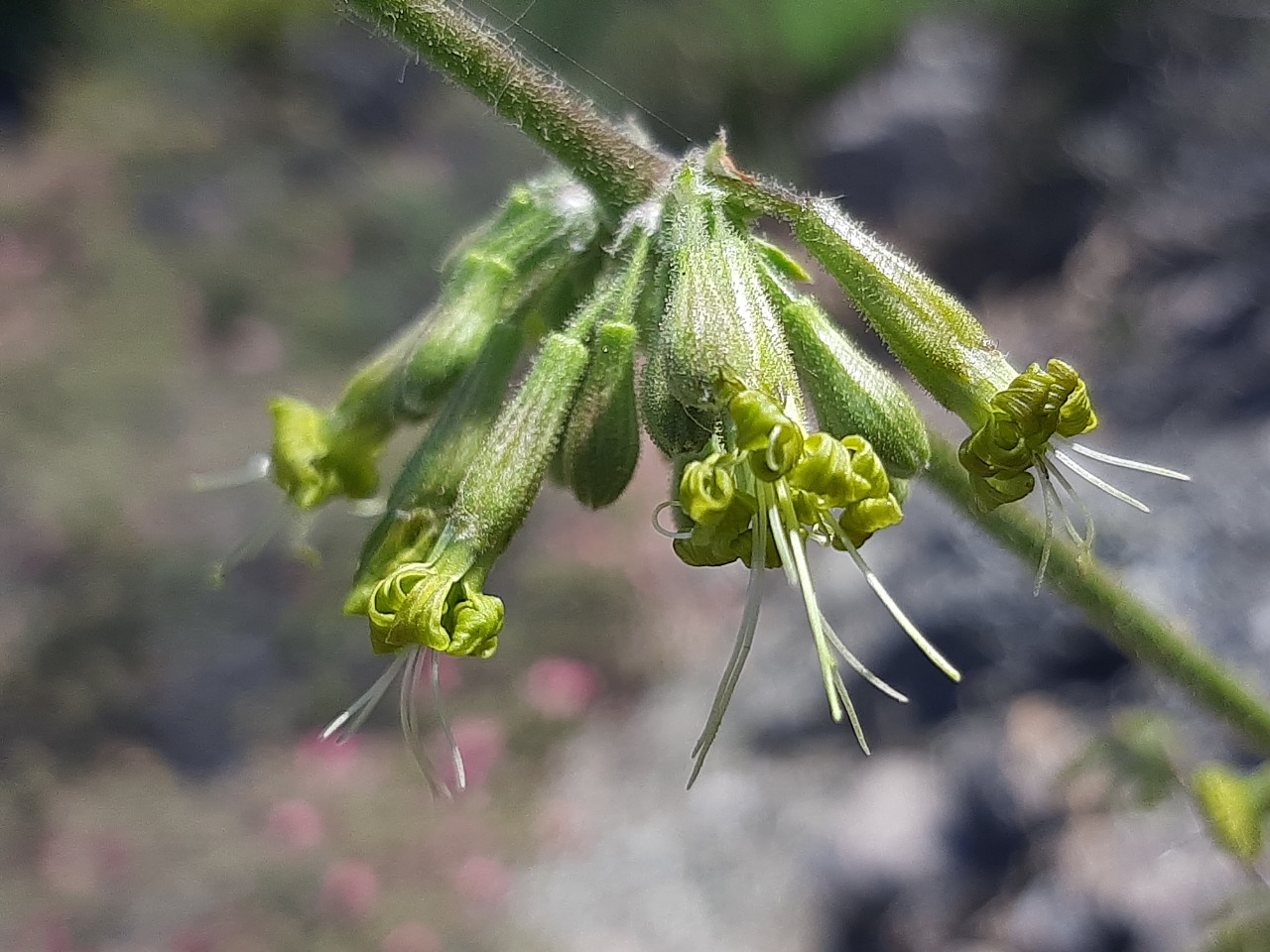 Silene gigantea