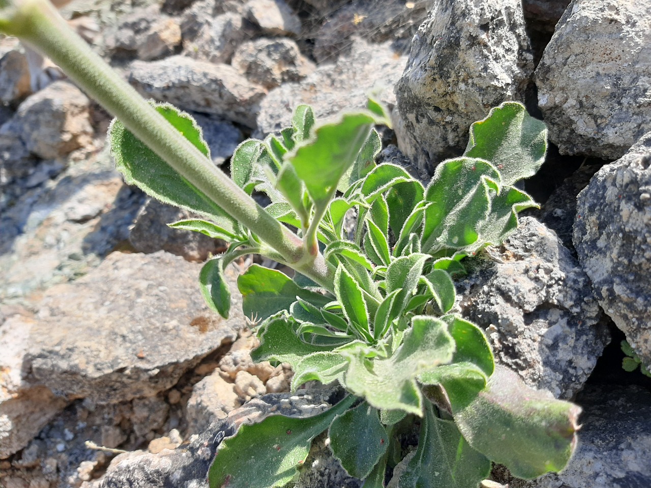 Silene gigantea