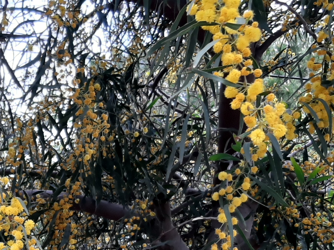 Acacia retinodes