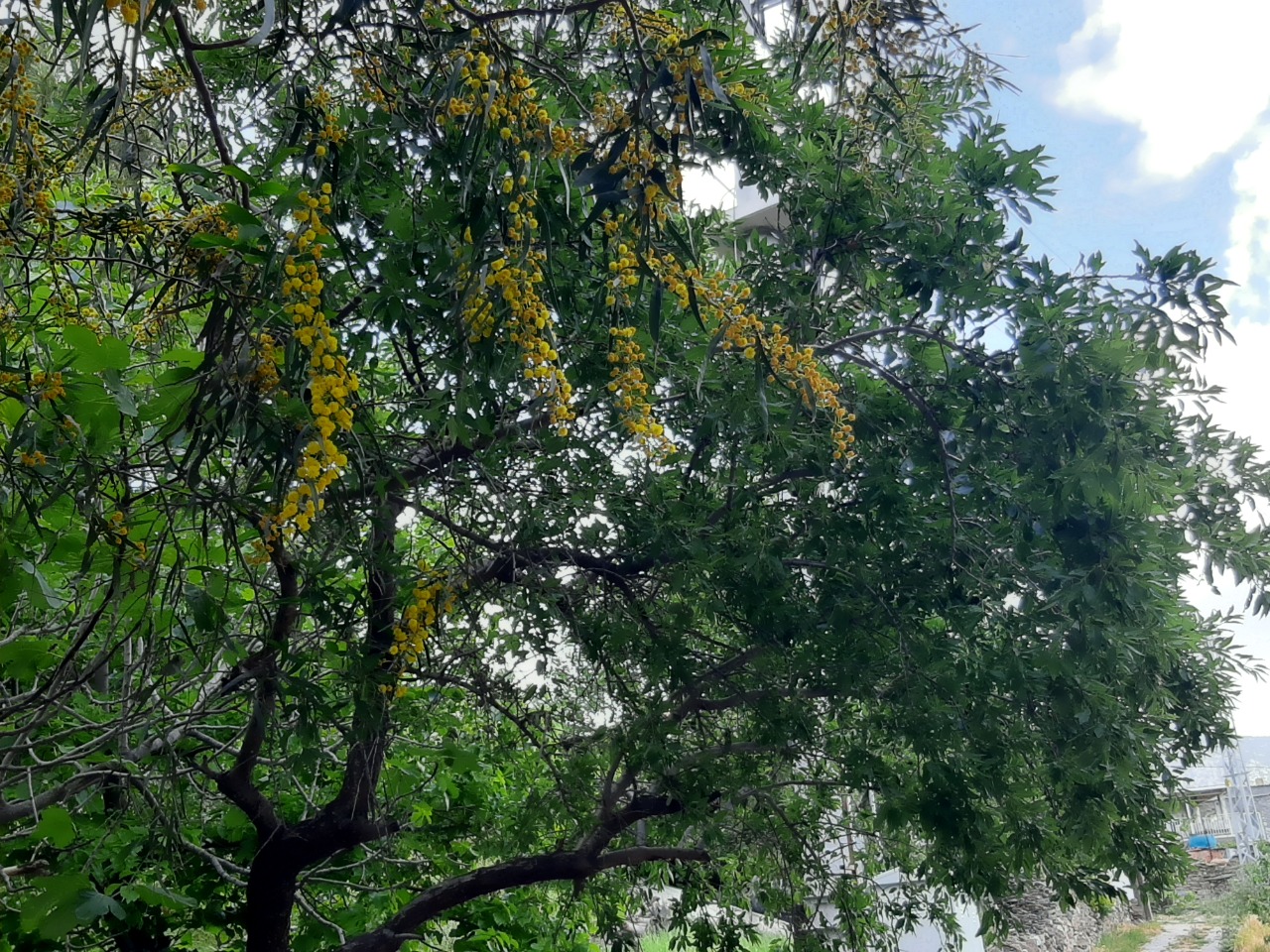 Acacia retinodes