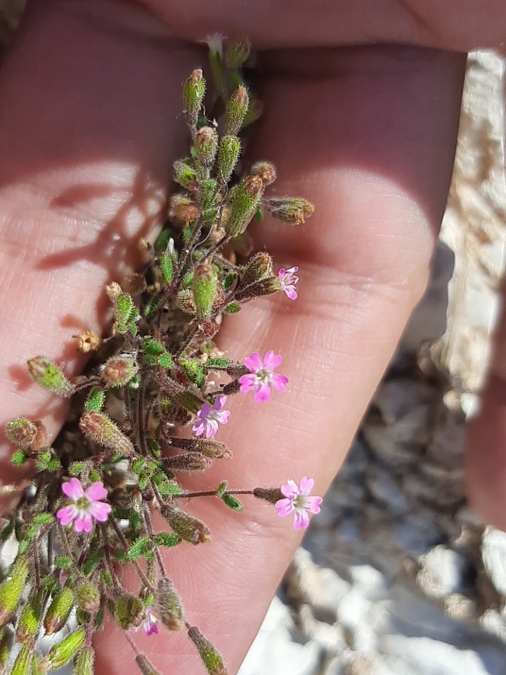 Silene sedoides