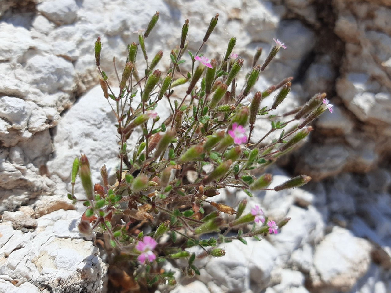 Silene sedoides