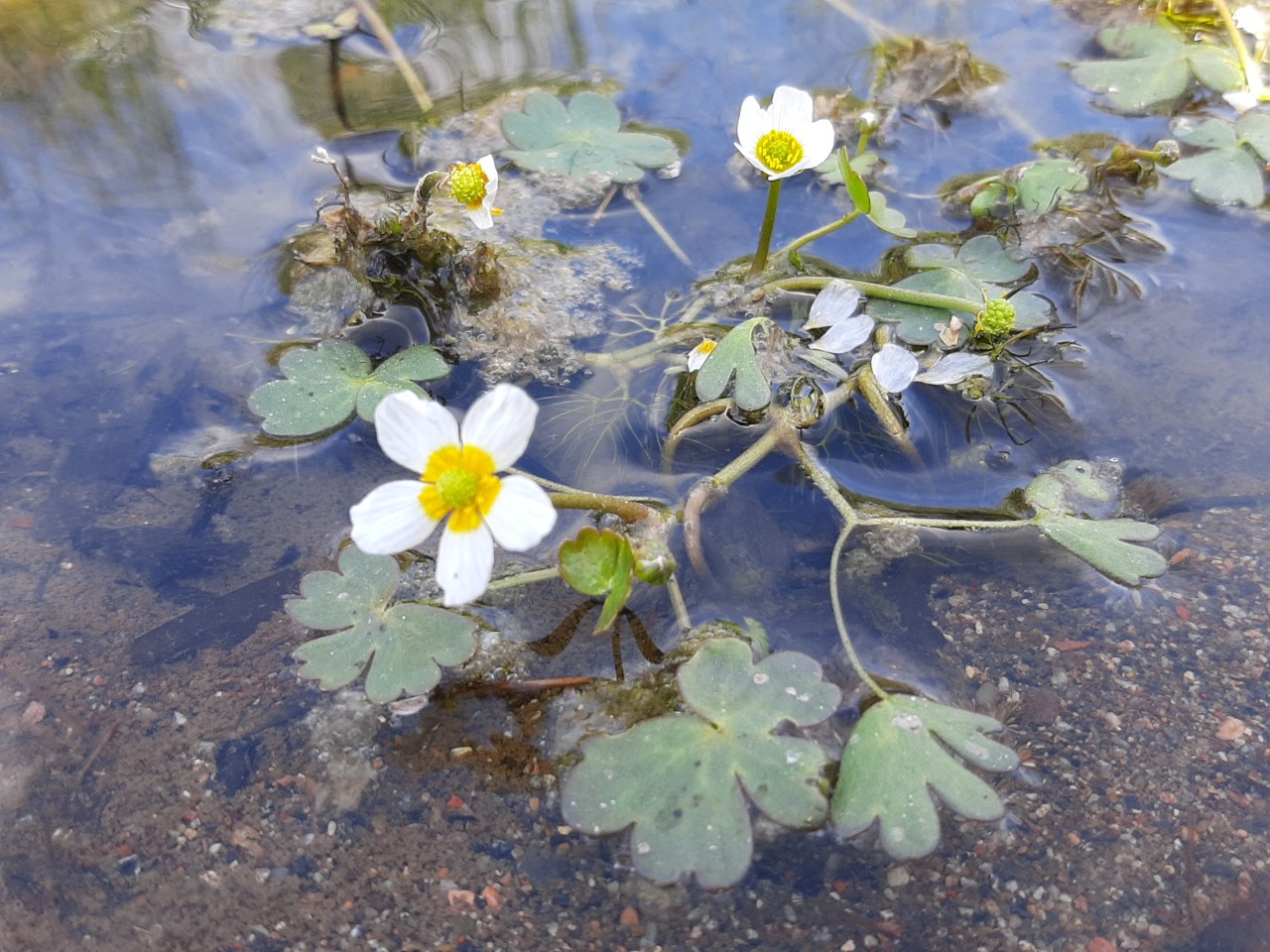 Ranunculus peltatus