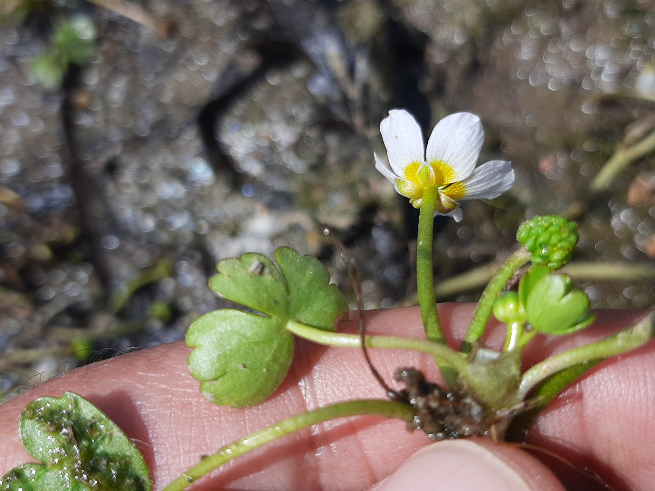 Ranunculus peltatus