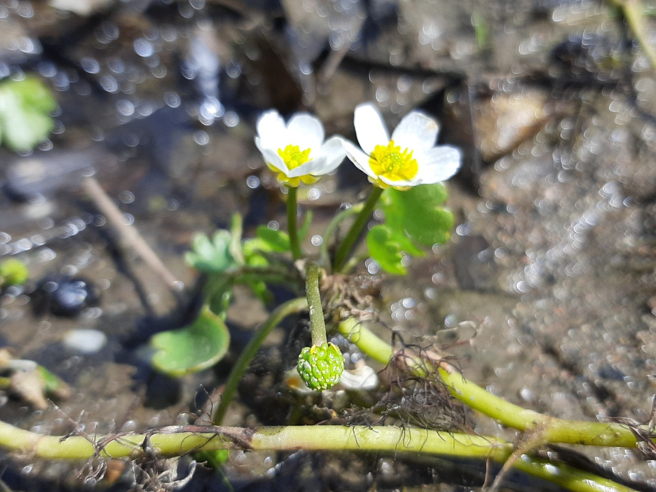 Ranunculus peltatus