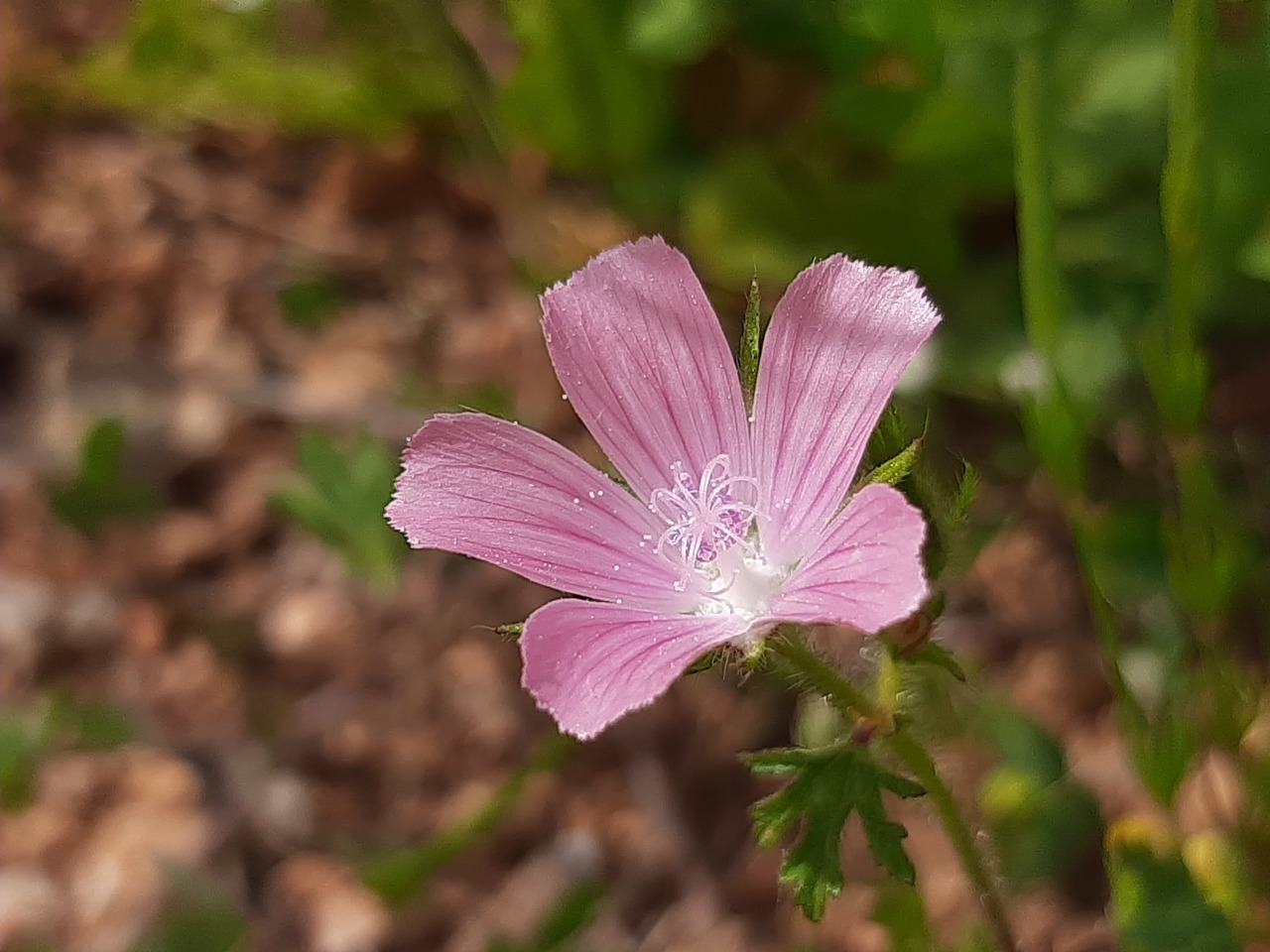 Malva cretica