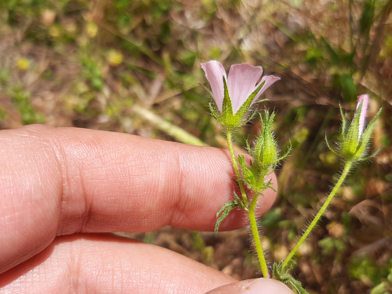 Malva cretica