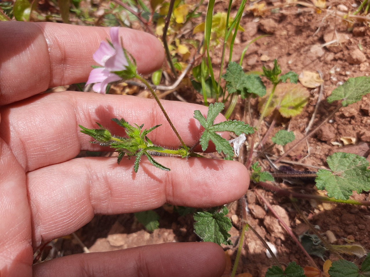 Malva cretica