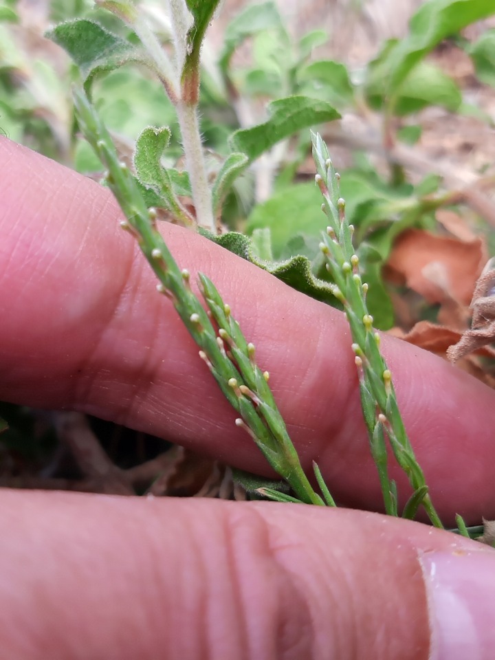 Crucianella latifolia