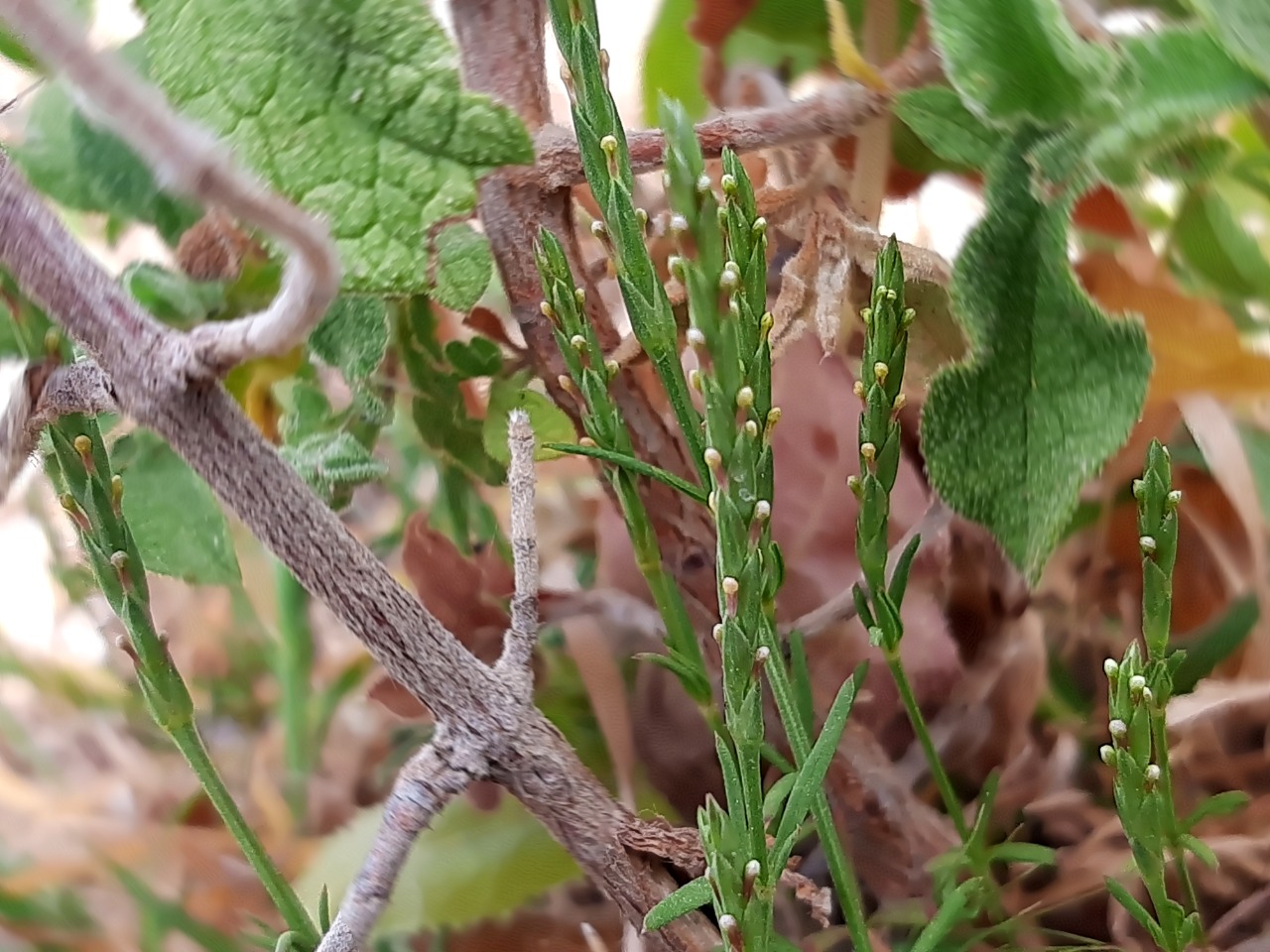 Crucianella latifolia