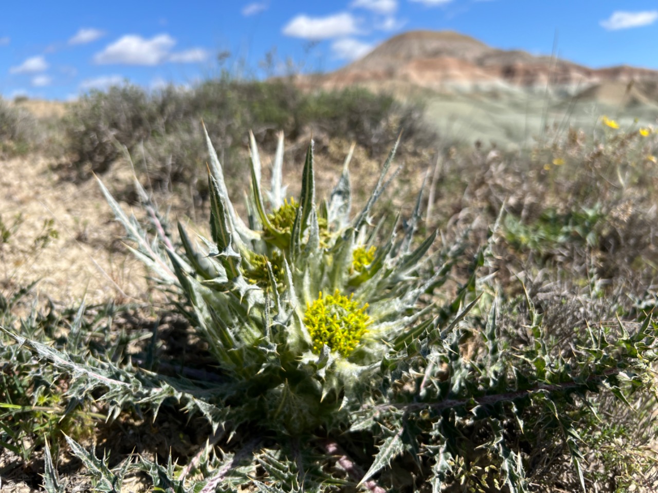 Gundelia anatolica