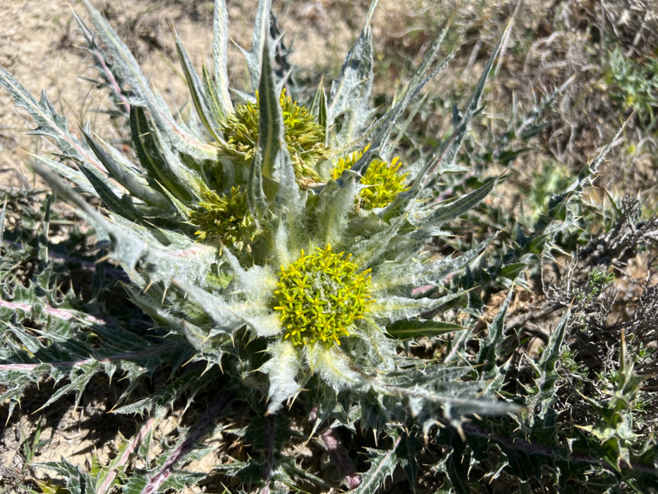 Gundelia anatolica