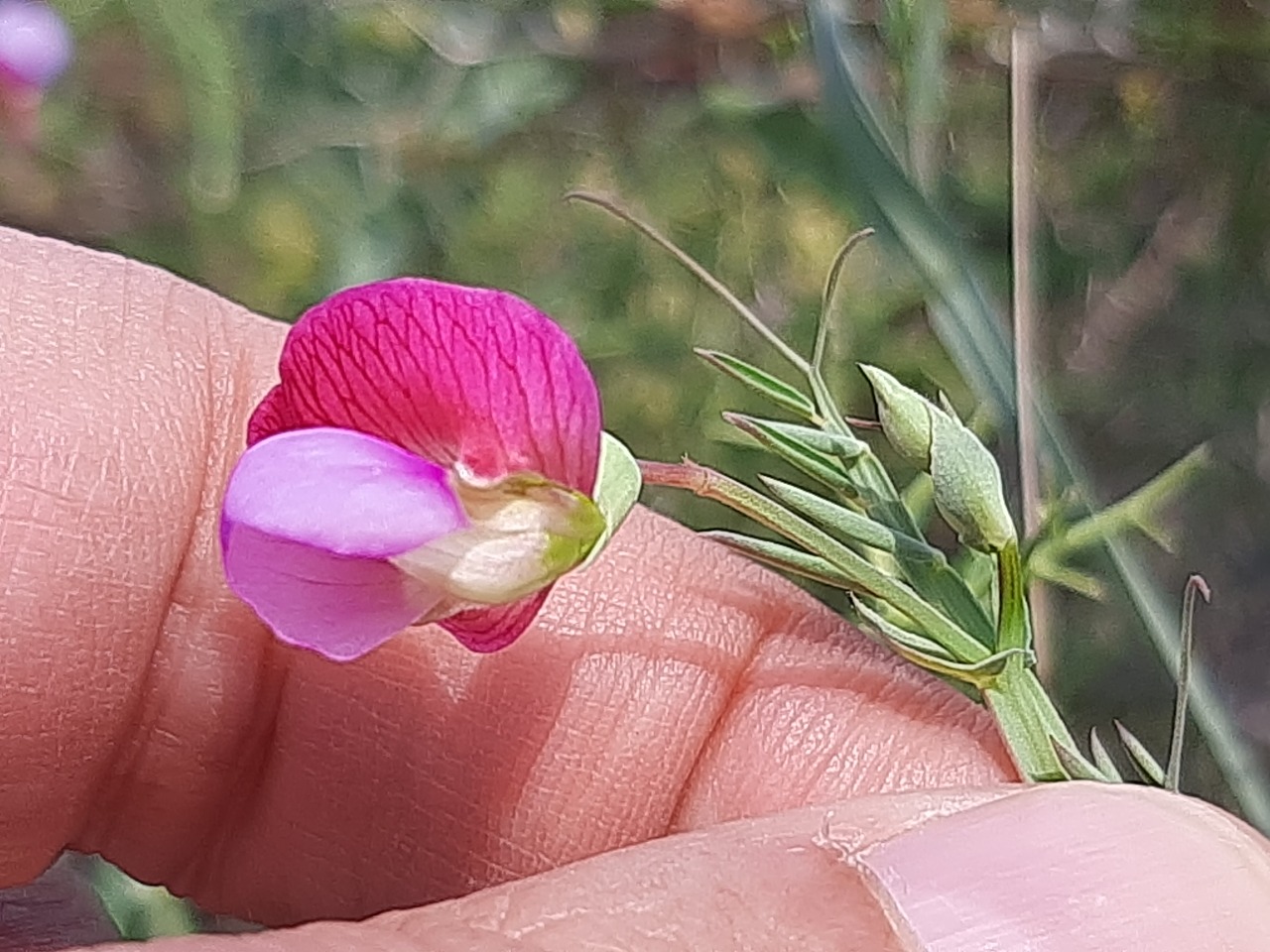 Lathyrus clymenum