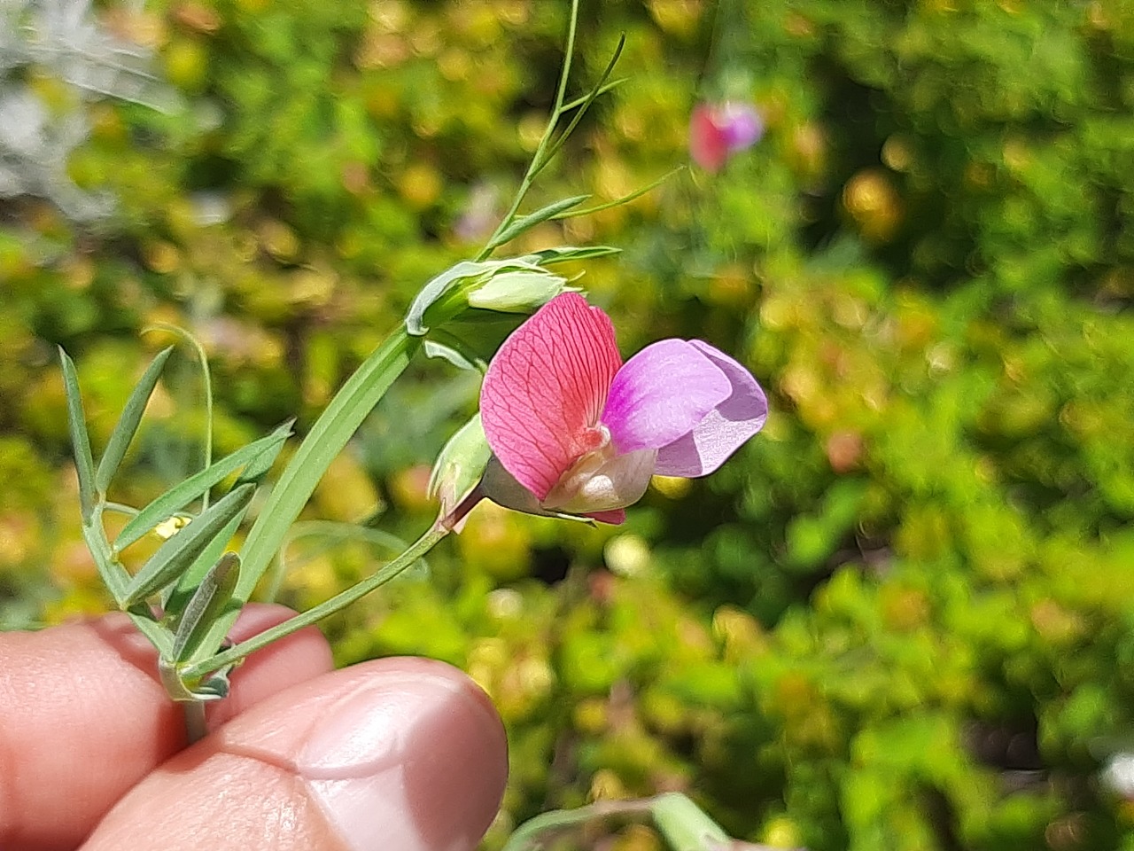 Lathyrus clymenum