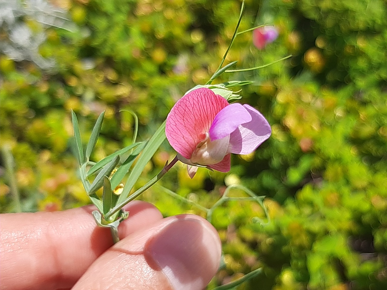 Lathyrus clymenum