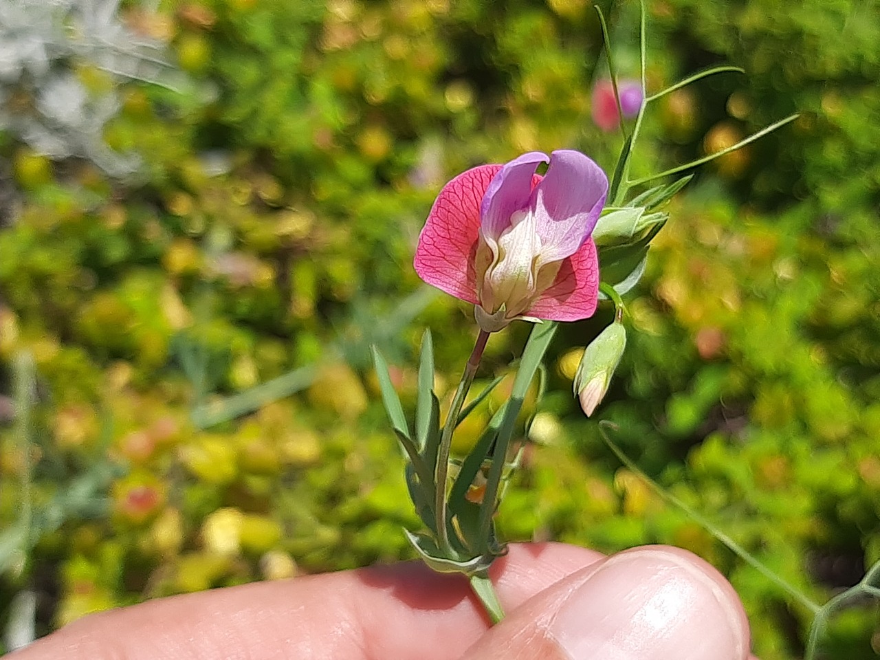 Lathyrus clymenum