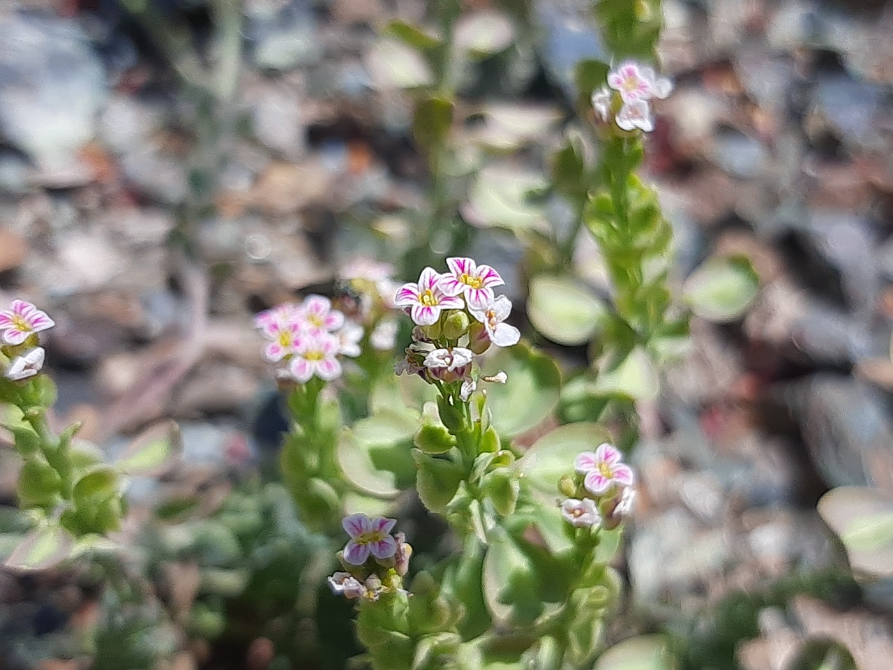 Aethionema saxatile