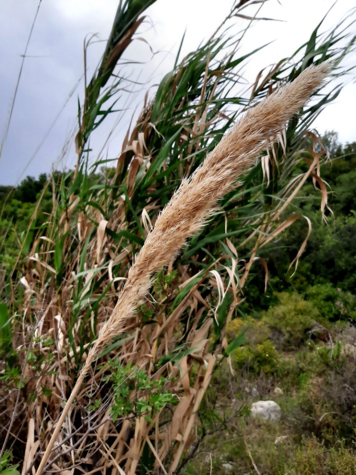 Arundo plinii