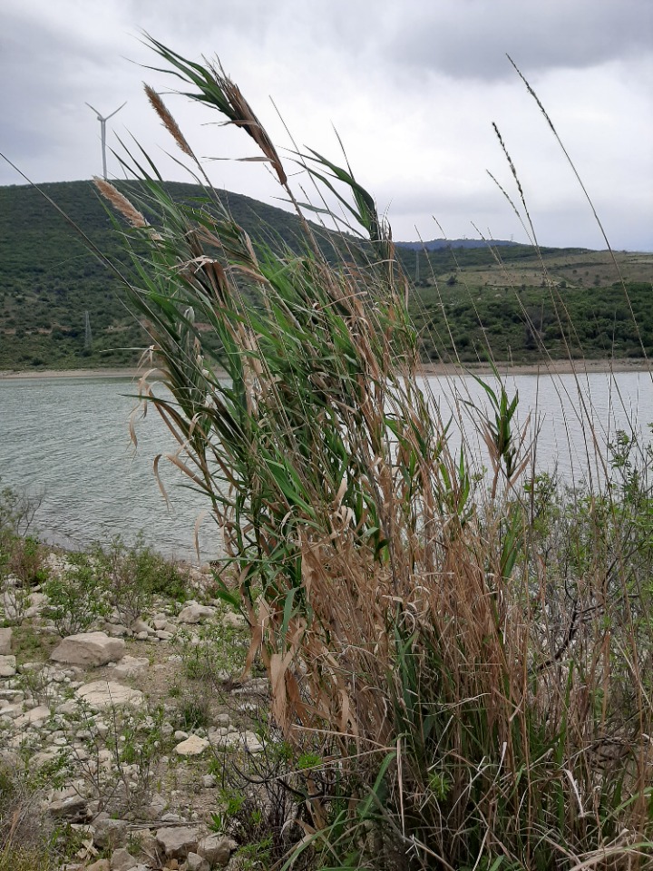 Arundo plinii