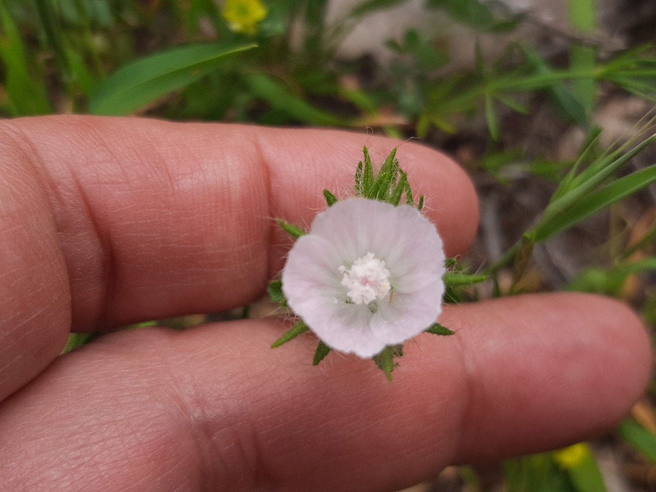 Malva setigera