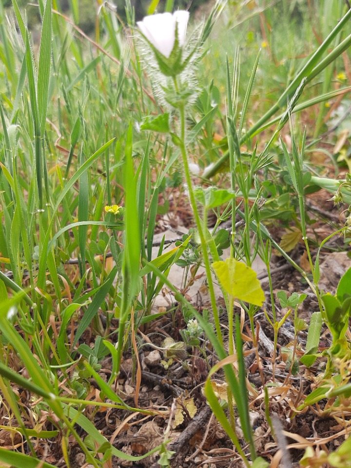 Malva setigera