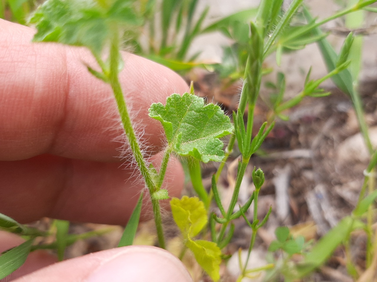 Malva setigera