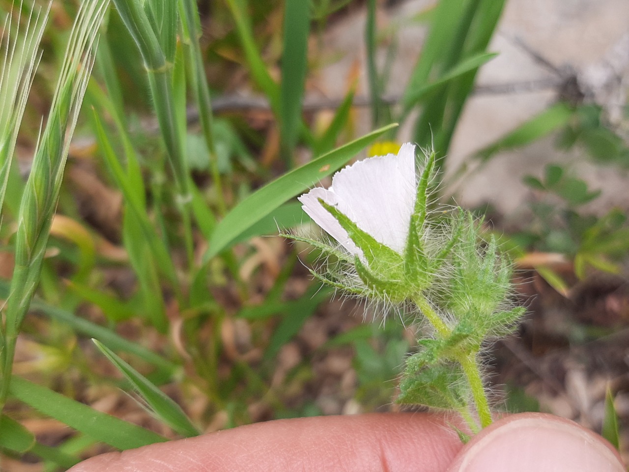 Malva setigera