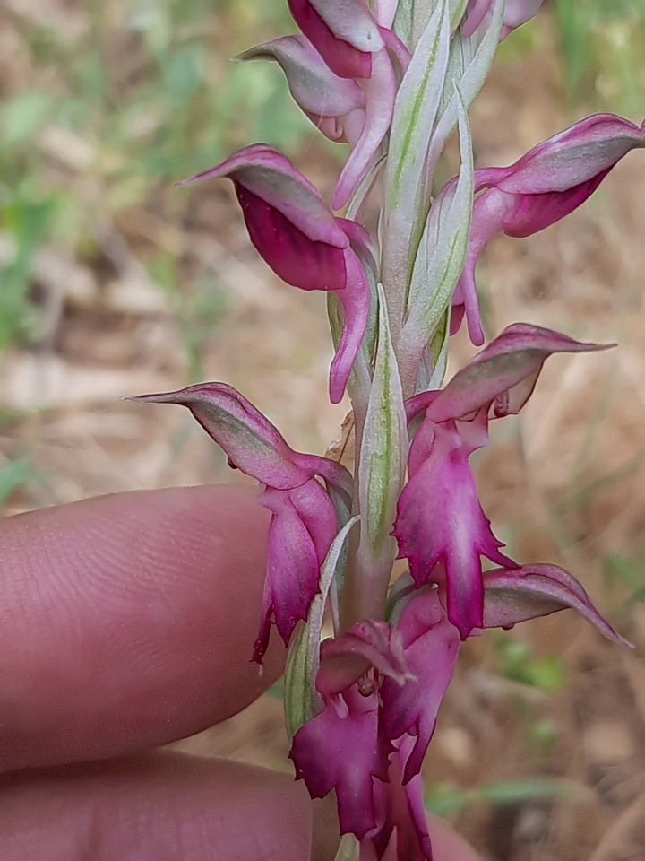 Anacamptis sancta