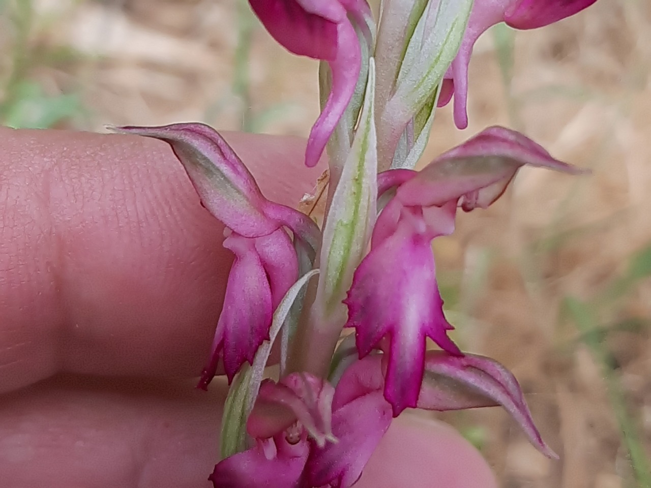 Anacamptis sancta