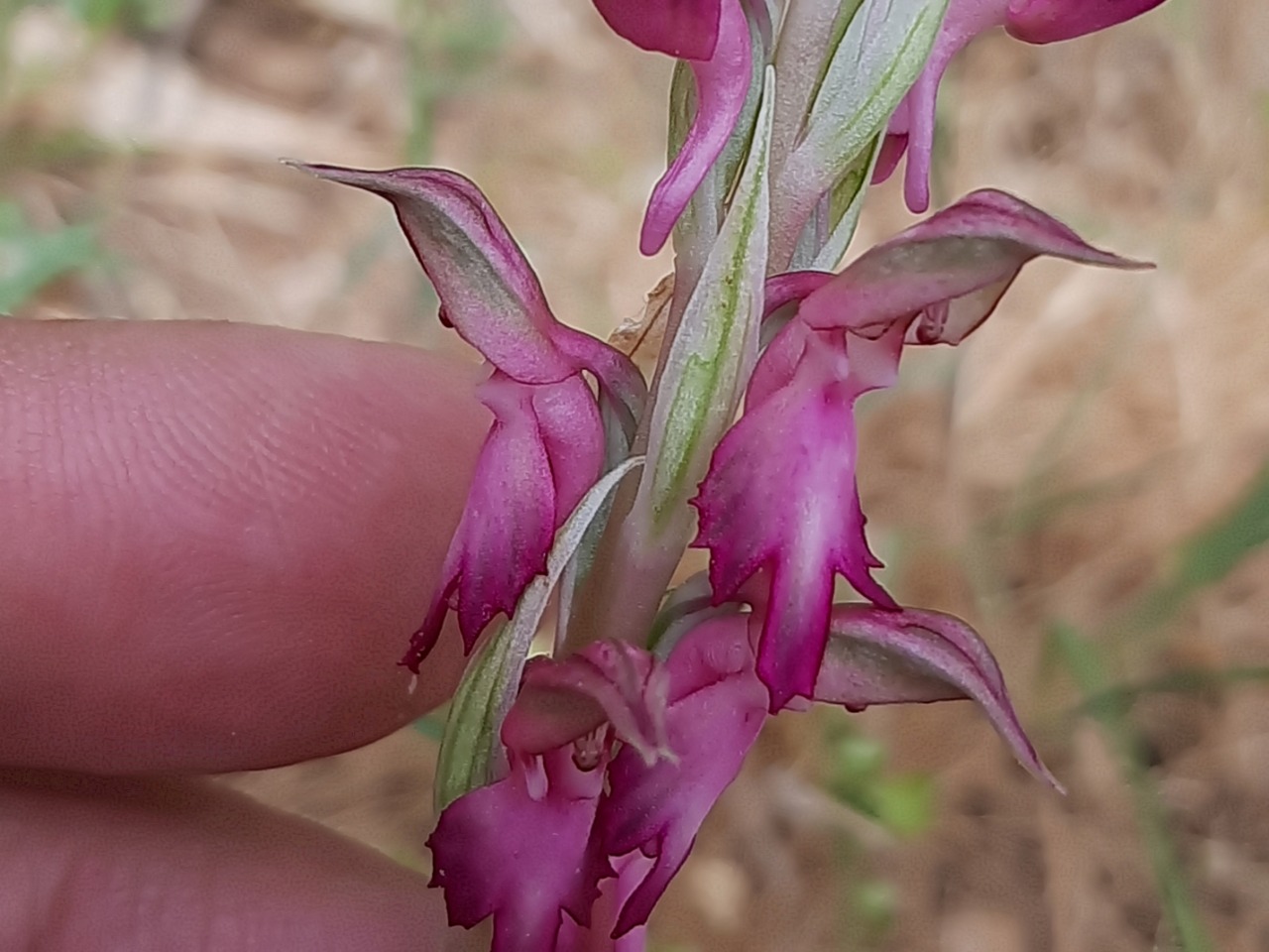 Anacamptis sancta