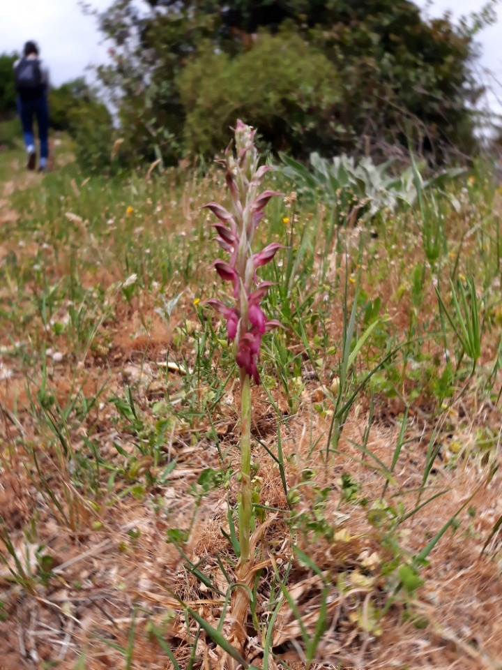 Anacamptis sancta