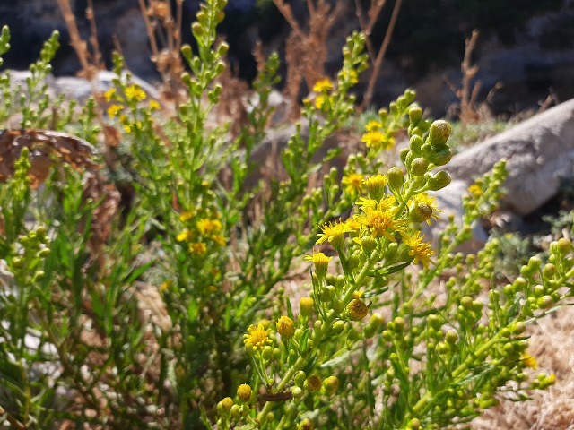 Dittrichia viscosa