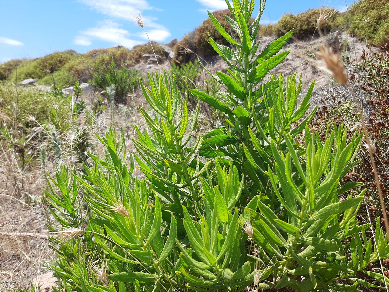 Dittrichia viscosa