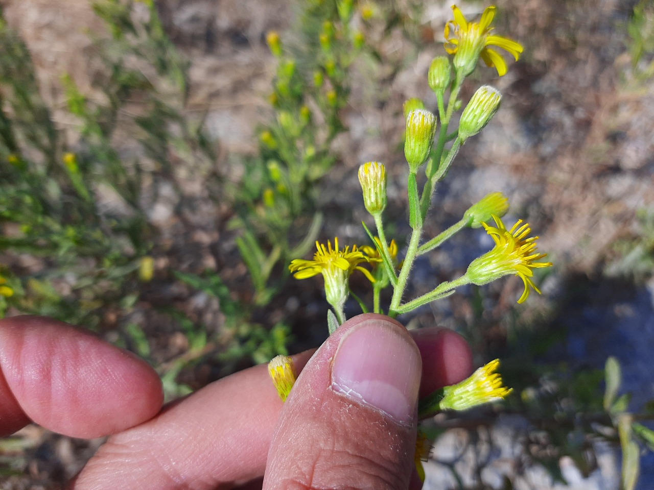 Dittrichia graveolens