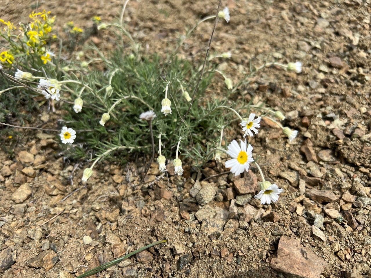 Achillea sipikorensis