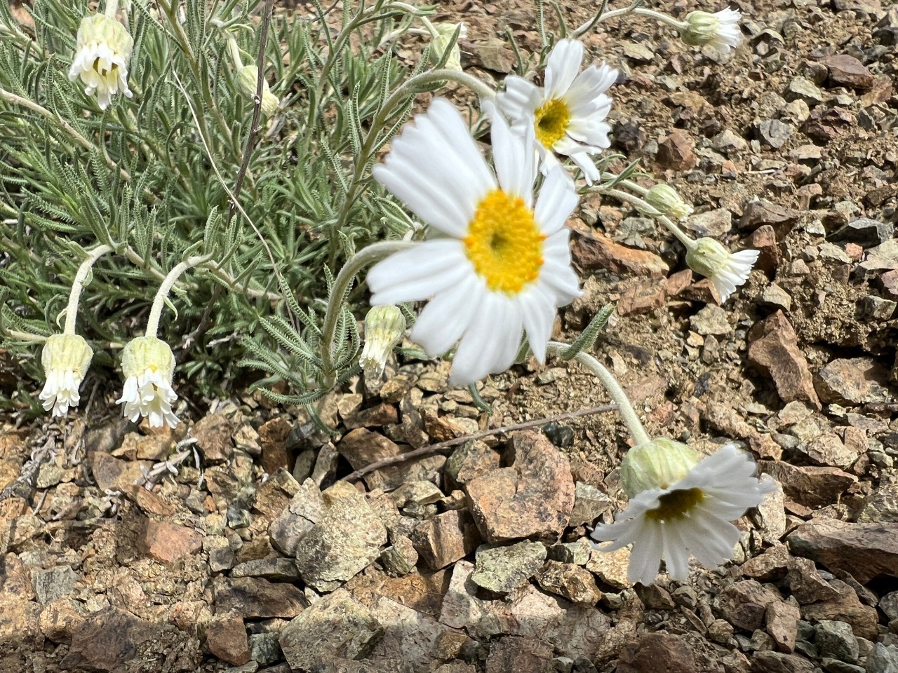 Achillea sipikorensis