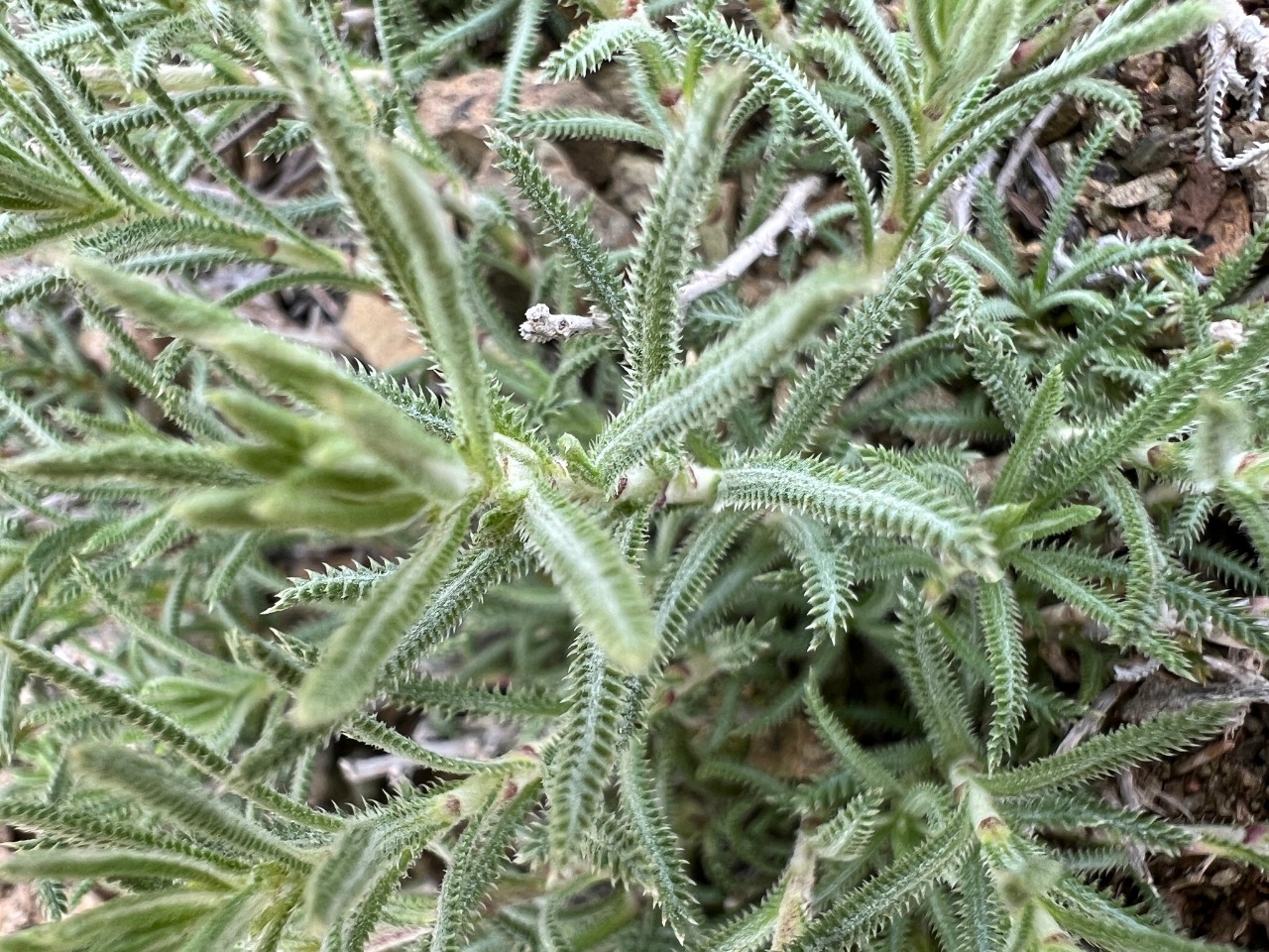 Achillea sipikorensis
