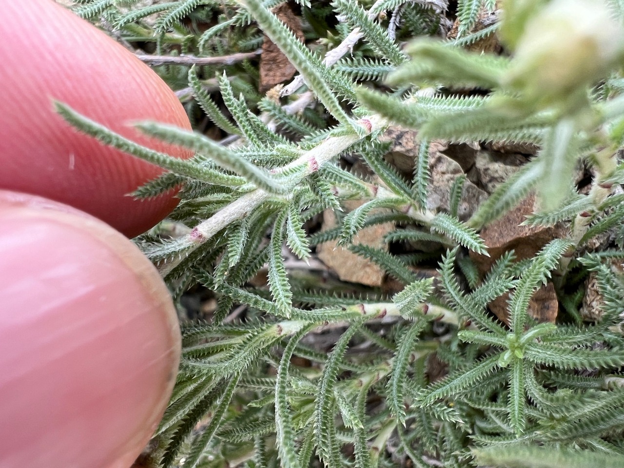 Achillea sipikorensis