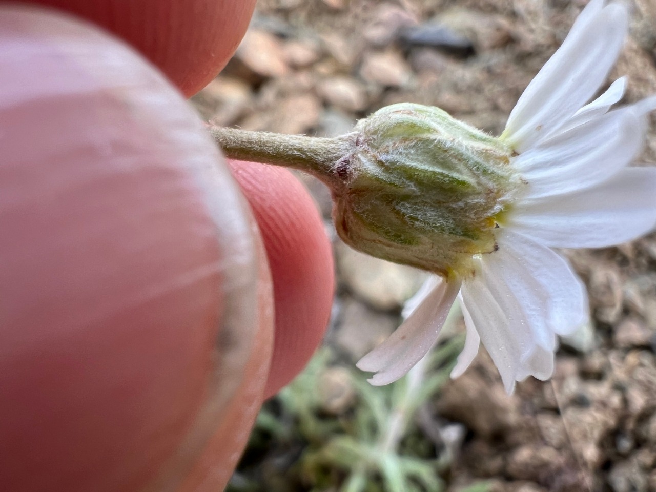 Achillea sipikorensis