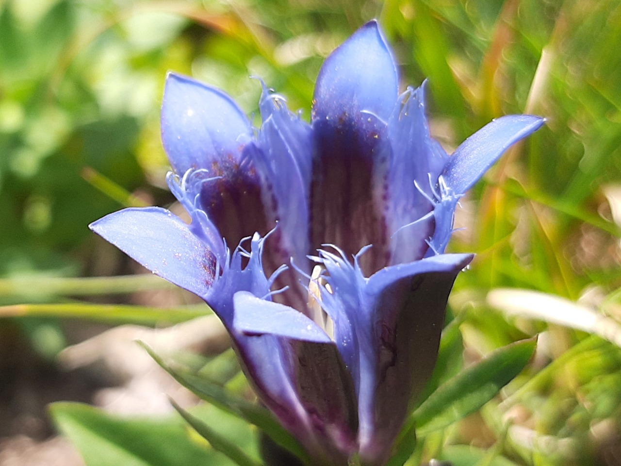Gentiana septemfida