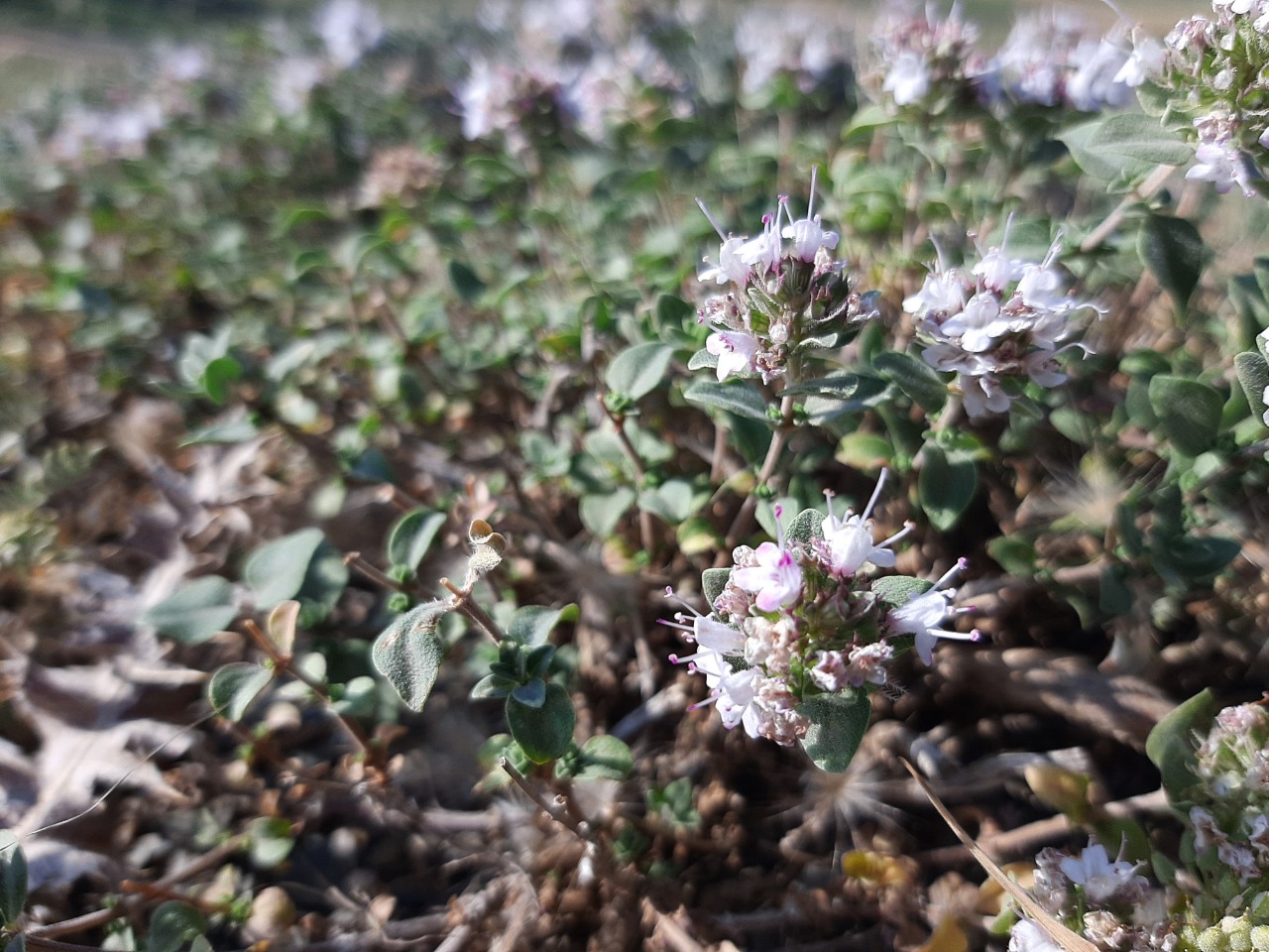 Ziziphora clinopodioides