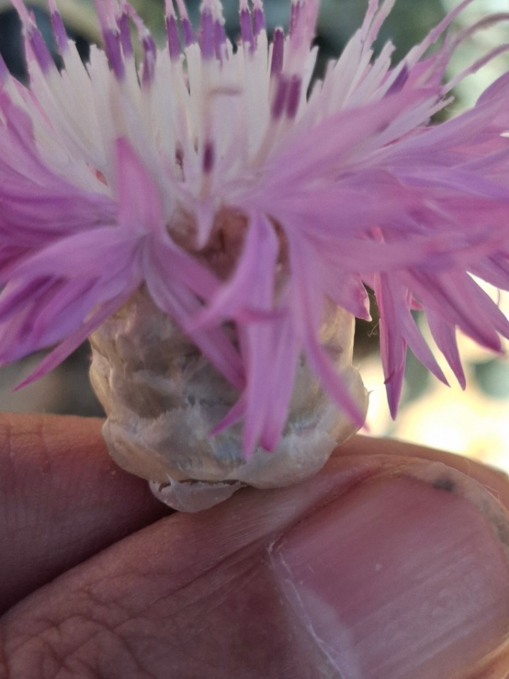 Psephellus mucroniferus