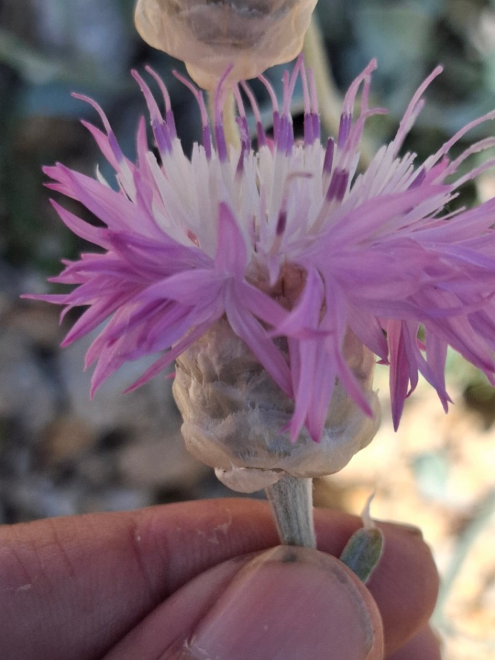 Psephellus mucroniferus