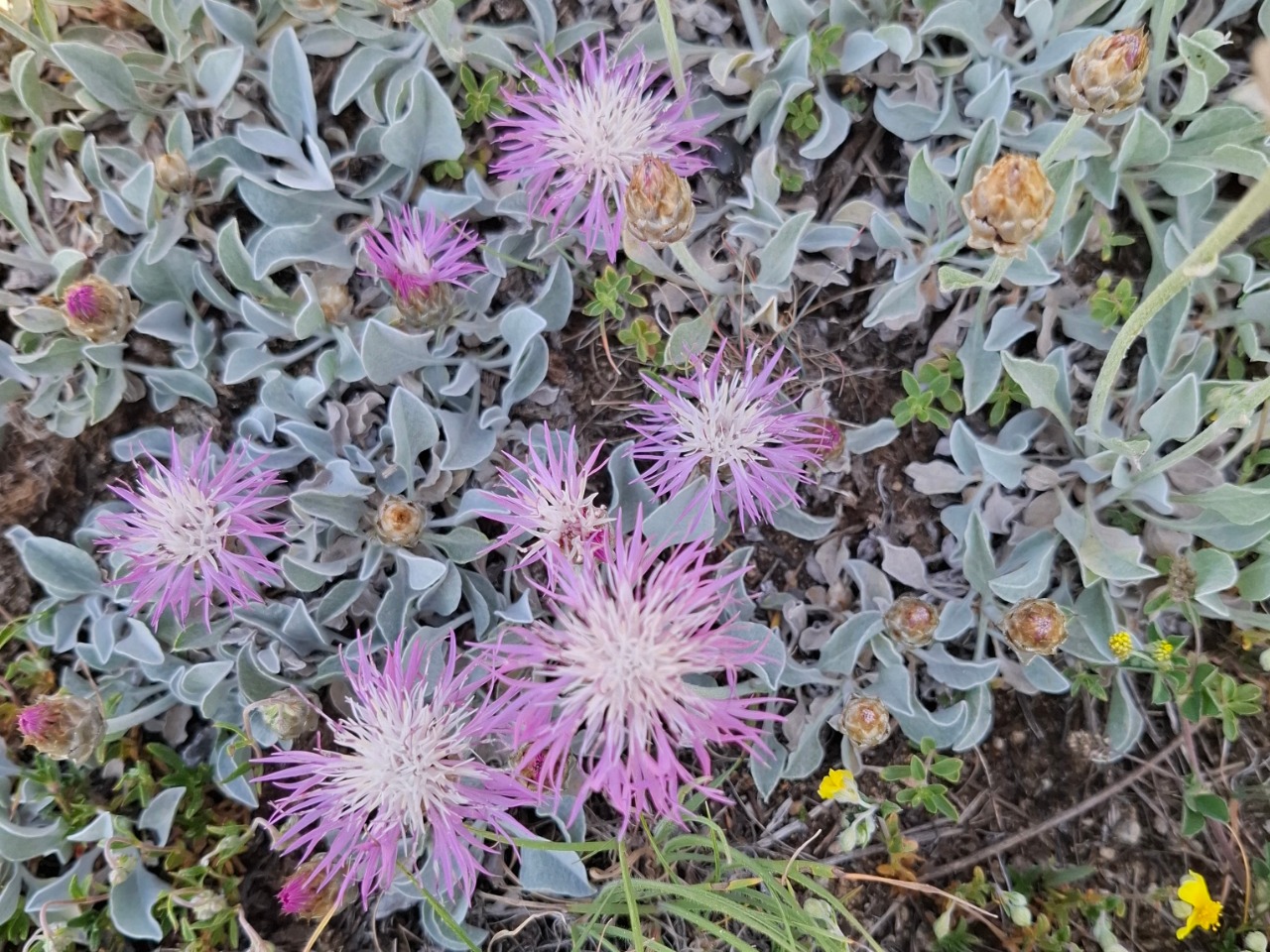 Psephellus mucroniferus